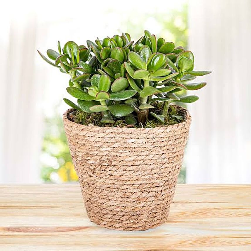 Exotic Succulent Plant Hand Woven Pot