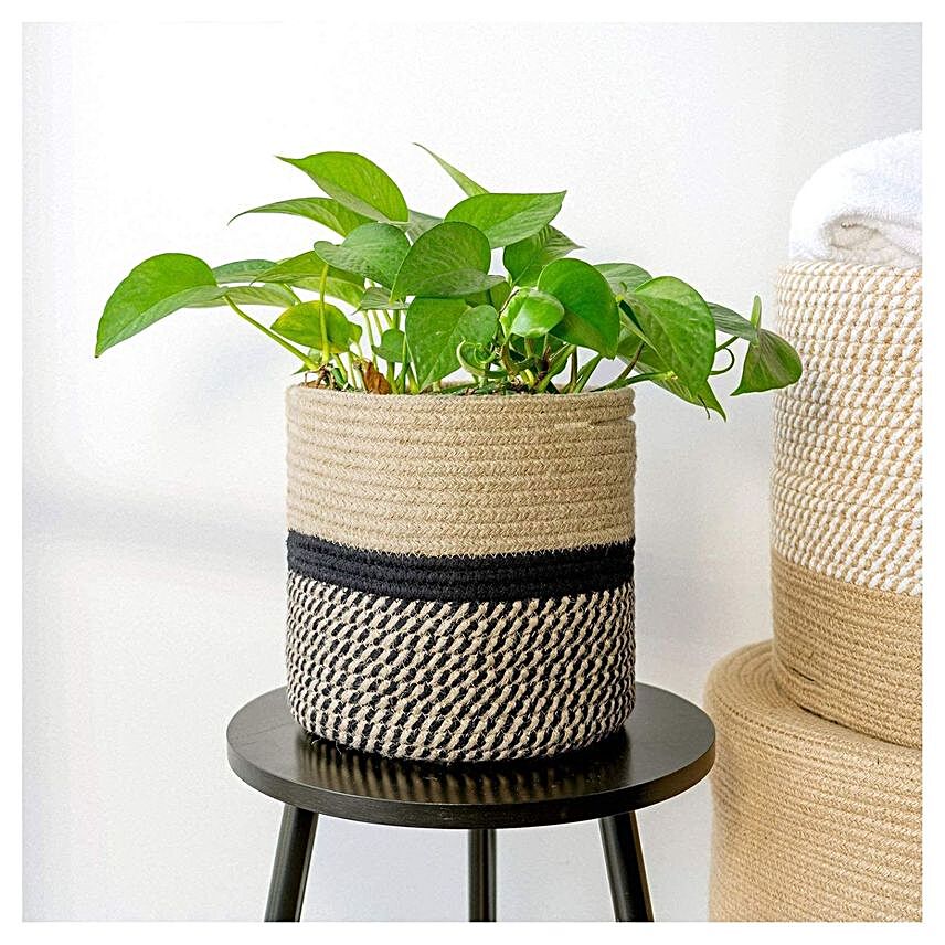 Ivy Green Plant Hand Woven Basket