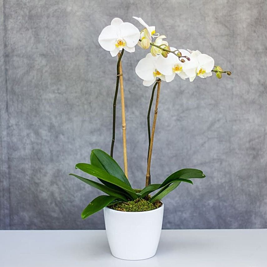 2 Stems Phalaenopsis Plant Pot:Plant Delivery in Indonesia