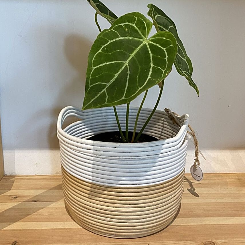Anthurium Plant Hand Woven Basket