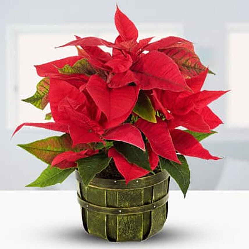 Red Poinsettia Plant:Plants  in Indonesia