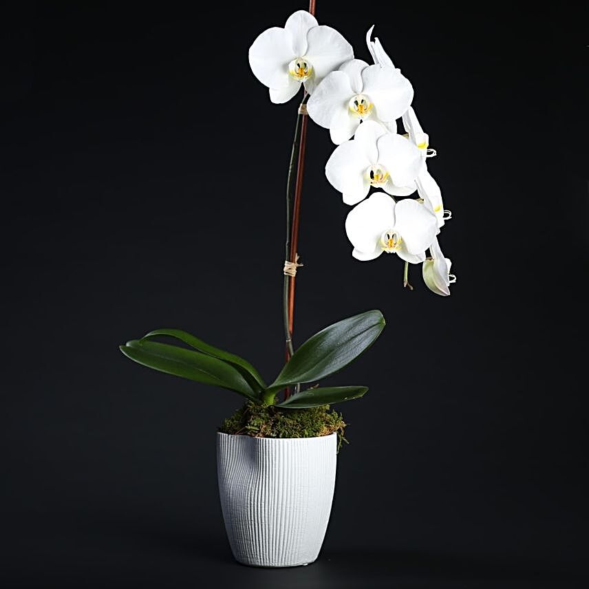 Luxurious Orchid In A Pot:Send Orchid Flowers to Indonesia