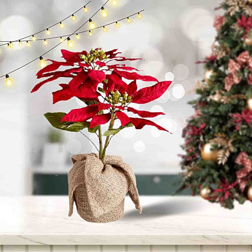 Poinsettia Large Plant Pot:Christmas Gifts to Indonesia
