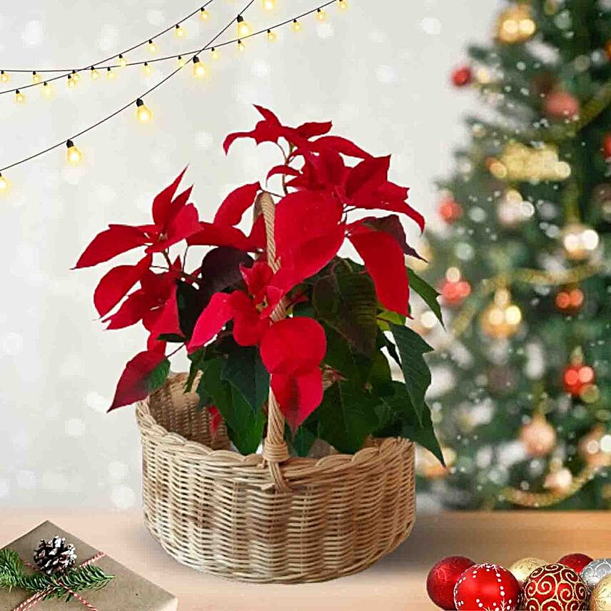 Poinsettia Red Plant Pot Wicker Basket:Plant Delivery in Indonesia