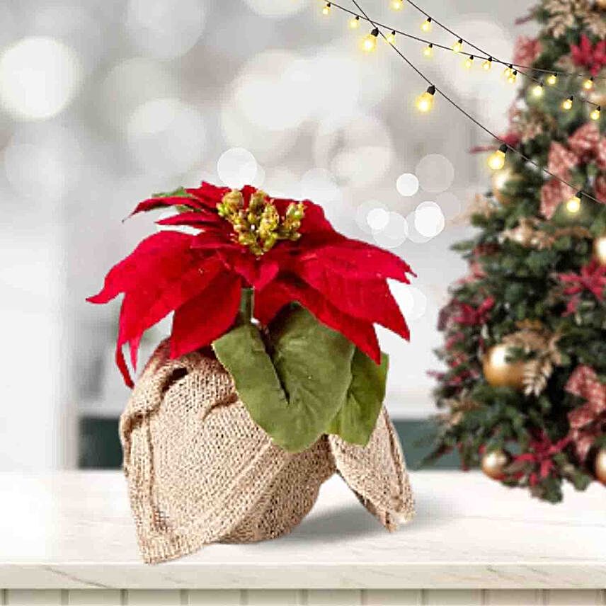 Poinsettia Red Plant Pot:Plants in Indonesia