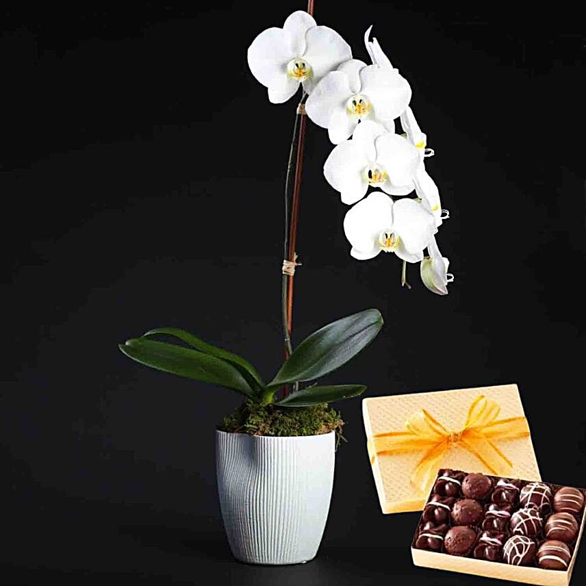Orchid Plant Pot And Truffles:Order Orchids in Indonesia