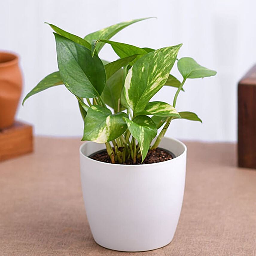 African Evergreen Plant Medium Pot