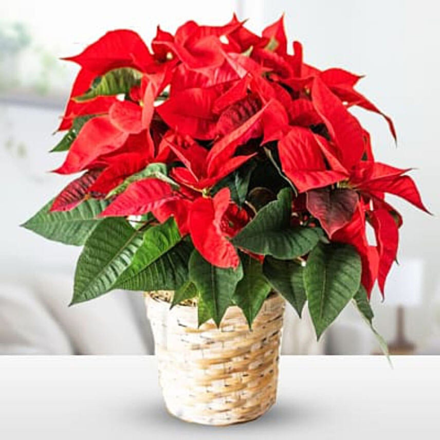 Charming Red Poinsettia Plant