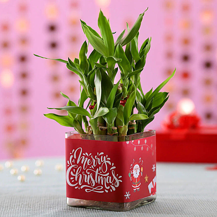 Christmas Luck 2 Layer Bamboo Plant