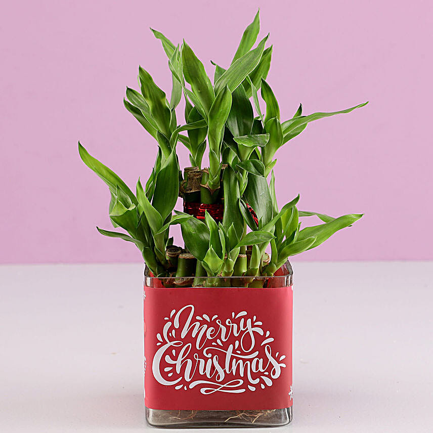 Christmas Luck 2 Layer Bamboo Plant