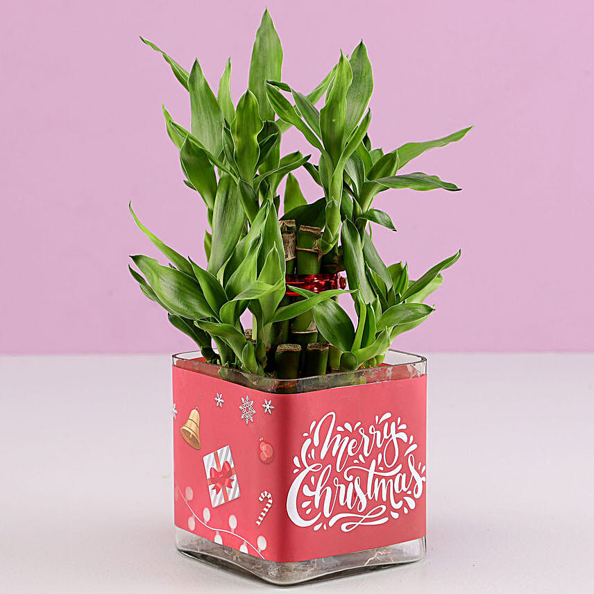 Christmas Luck 2 Layer Bamboo Plant