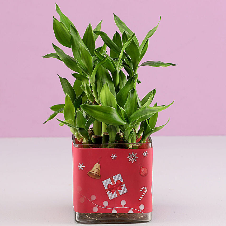 Christmas Luck 2 Layer Bamboo Plant