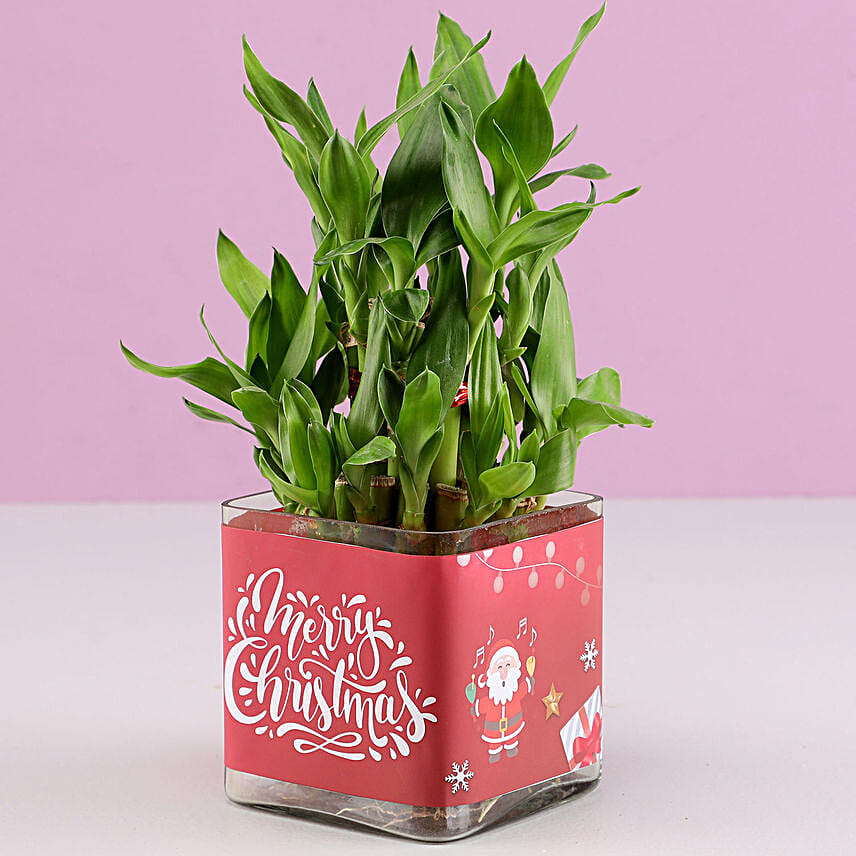 Christmas Luck 2 Layer Bamboo Plant