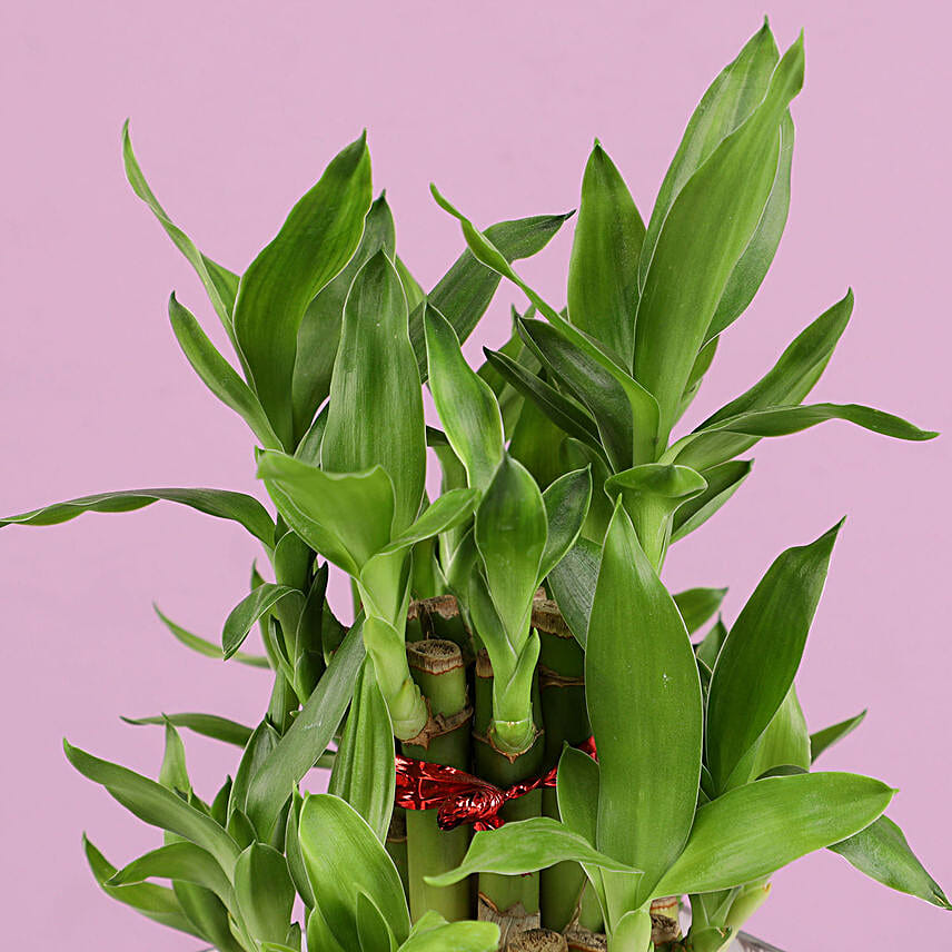 Christmas Luck 2 Layer Bamboo Plant