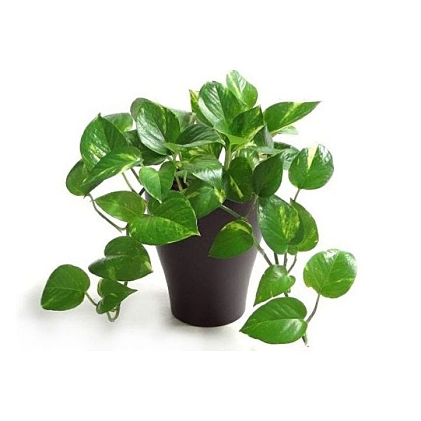 Money Plant Medium Pot