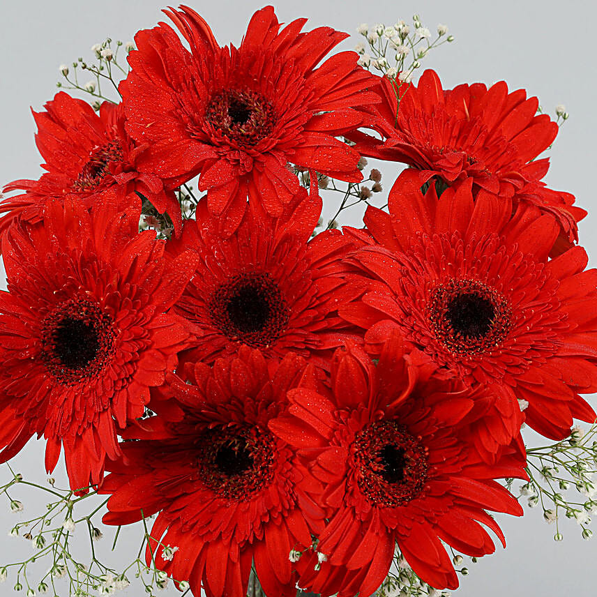 Red Elegance Gerbera Vase