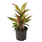 Dracaena Plant Medium Pot