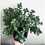 Jade Plant Medium Pot