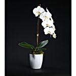 Luxurious Single Stem Potted Orchid