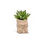Mini Succulent Plant Jute Pot