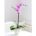 Single Stem Potted Orchid