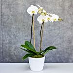 2 Stems Phalaenopsis Plant Pot