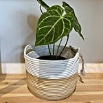Anthurium Plant Hand Woven Basket