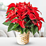Charming Red Poinsettia Plant
