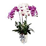 Good Luck Wishes Orchid Vase