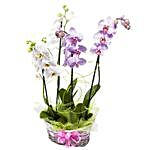 Pink And White Orchids Wicker Basket