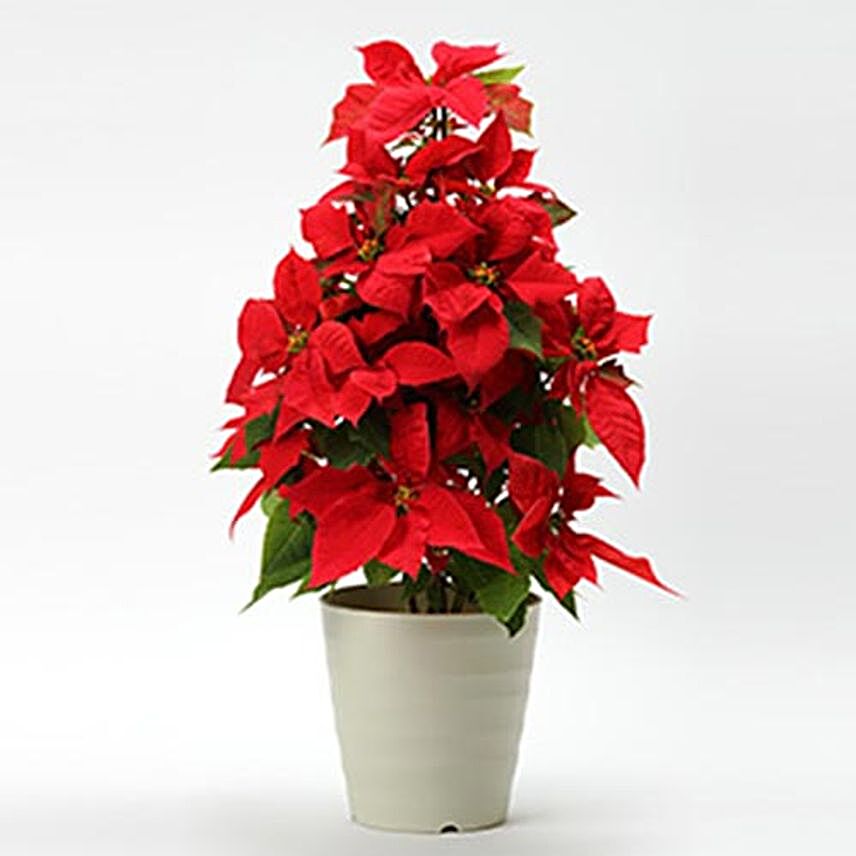 Merry Poinsettia For Your Loved Ones
