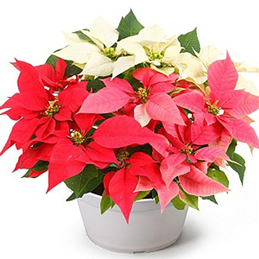 Poinsettia Delight