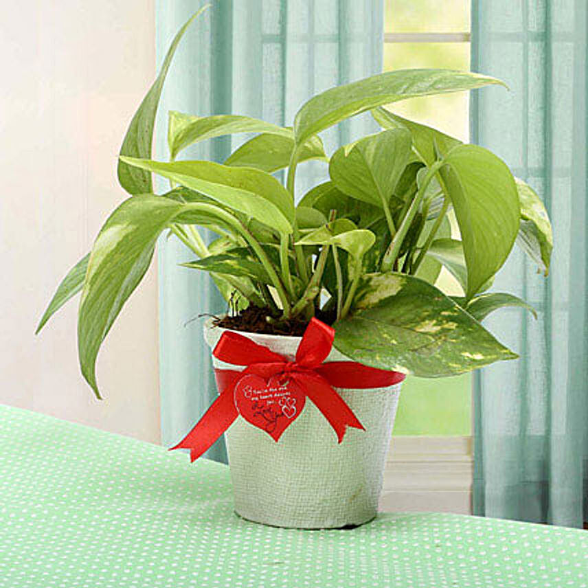  money plant gift ideas