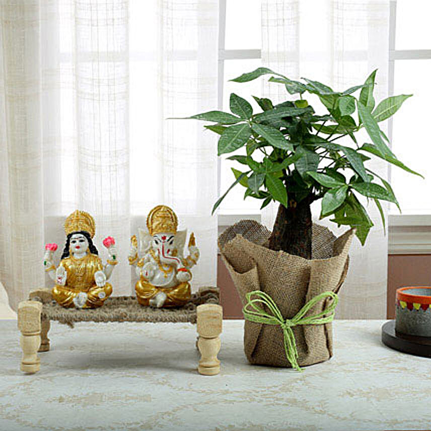  vastu plant gift ideas