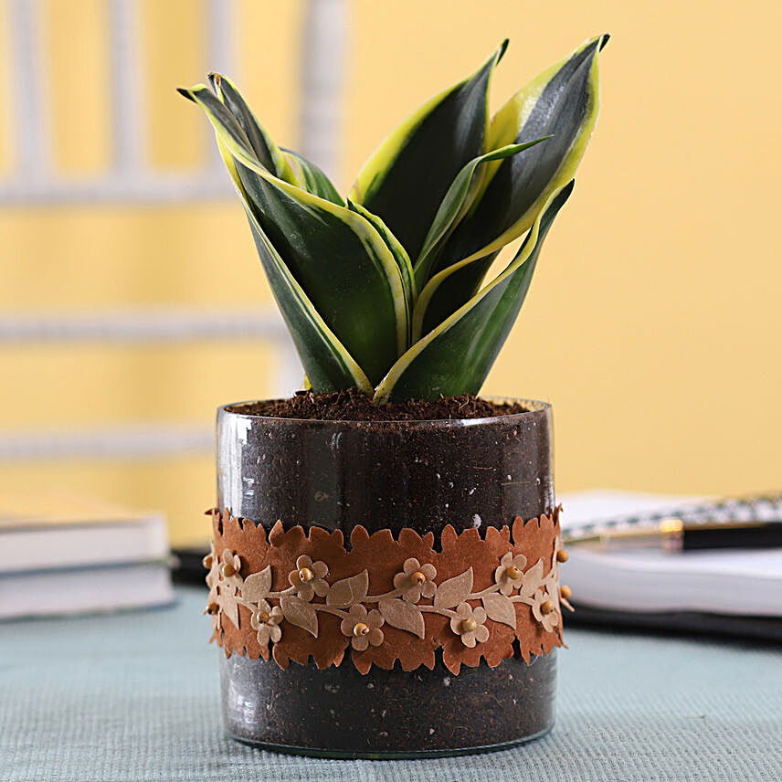 Snake Plant gift ideas