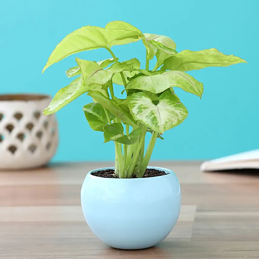Indoor Plant gift ideas