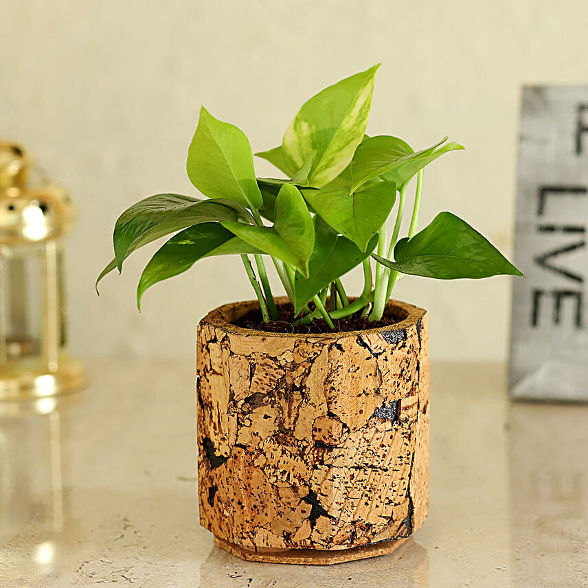 Money Plant In Pot Online