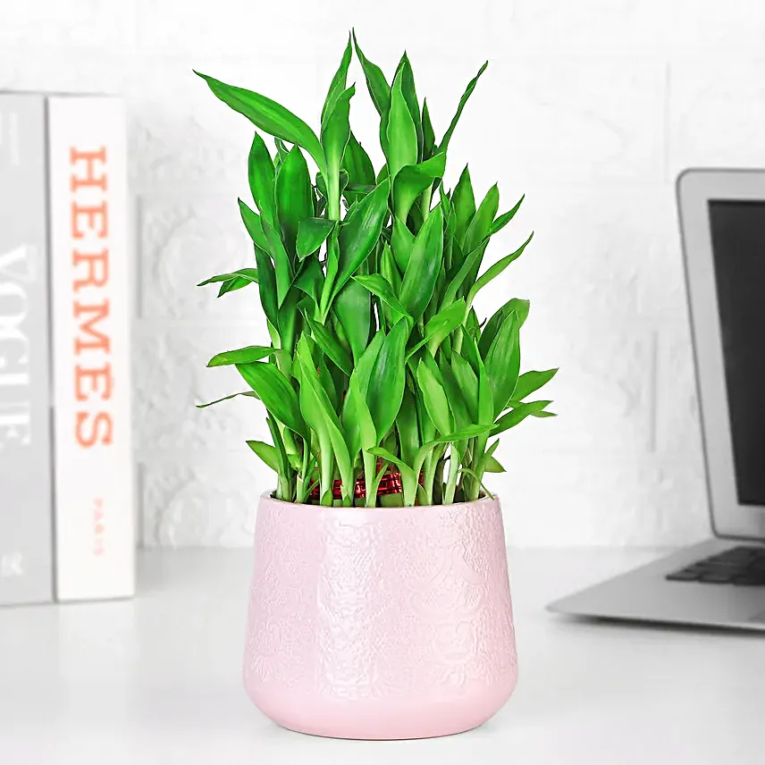 Tropical Harmony Bamboo