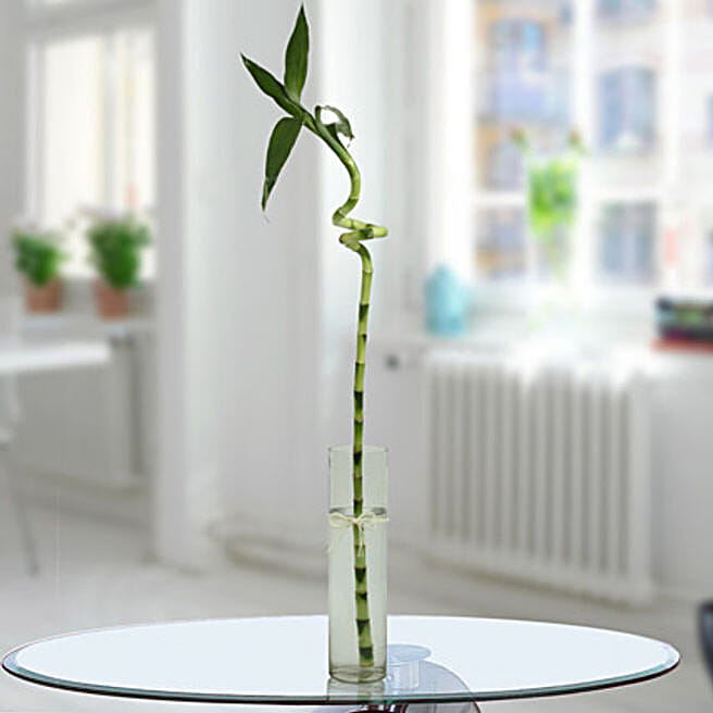Buy/Send Spiral Bamboo Stick Online- FNP