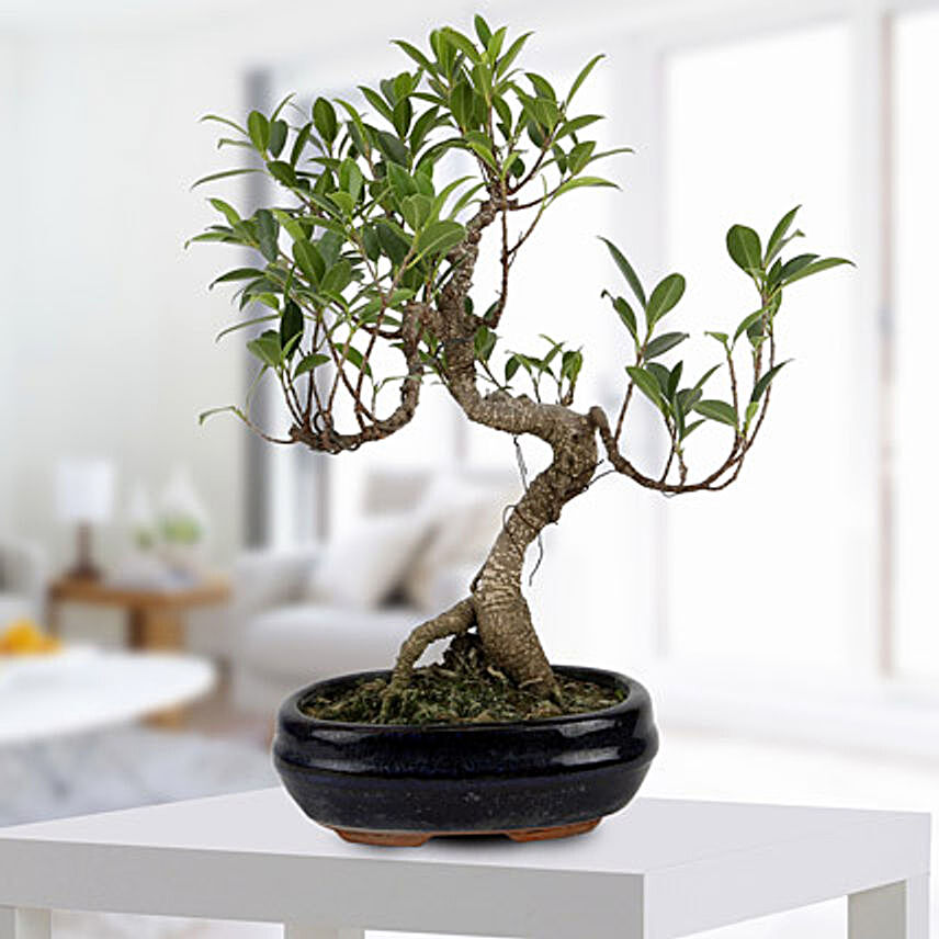 Gorgeous Ficus S shaped Plant