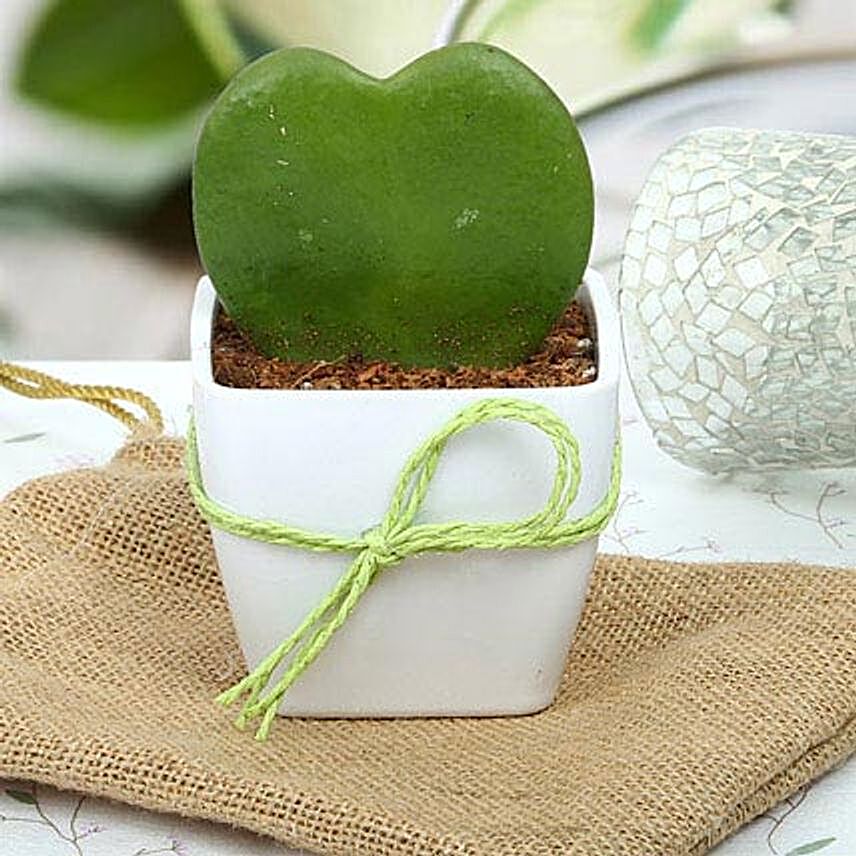 Love plant aka hoya plant in a white plastic vase wrapped with green raffia