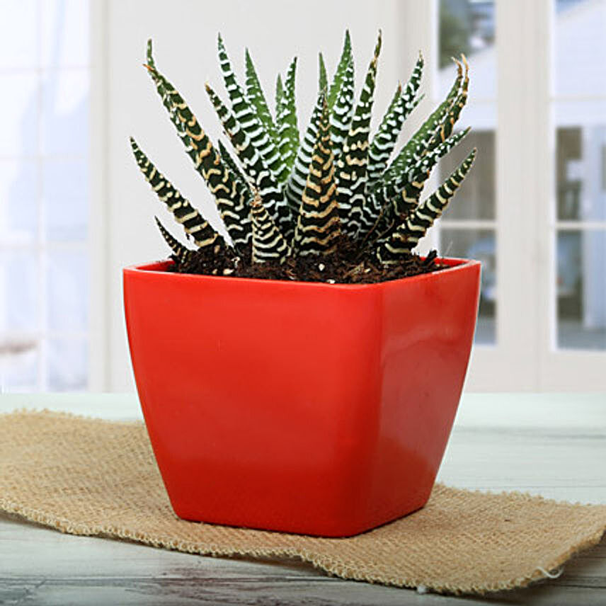 Haworthia attenuata V britteniana plant in a red plastic vase