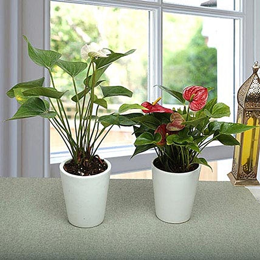 Must Have House Plants