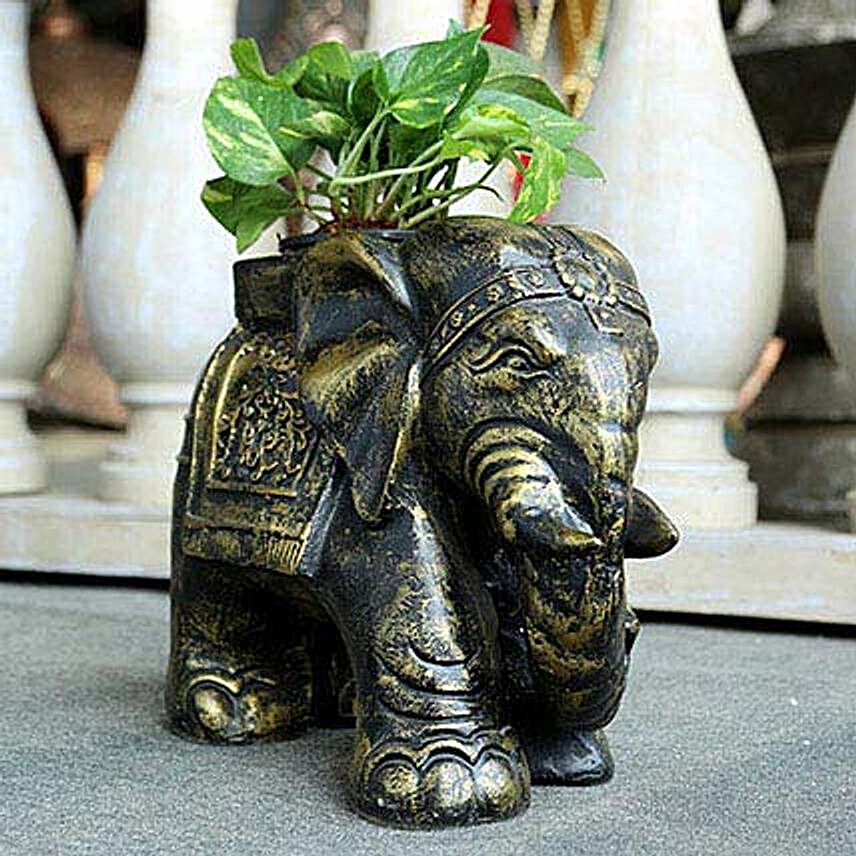 Money Plant in Elephant Pot