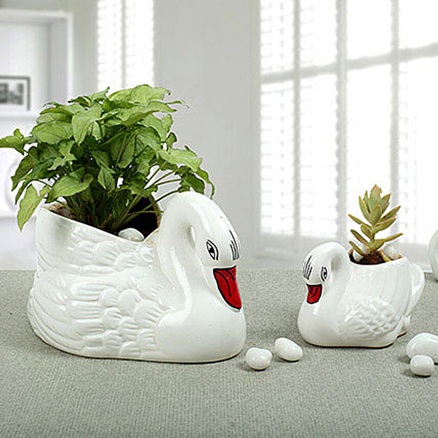 Beautiful Swan Collection