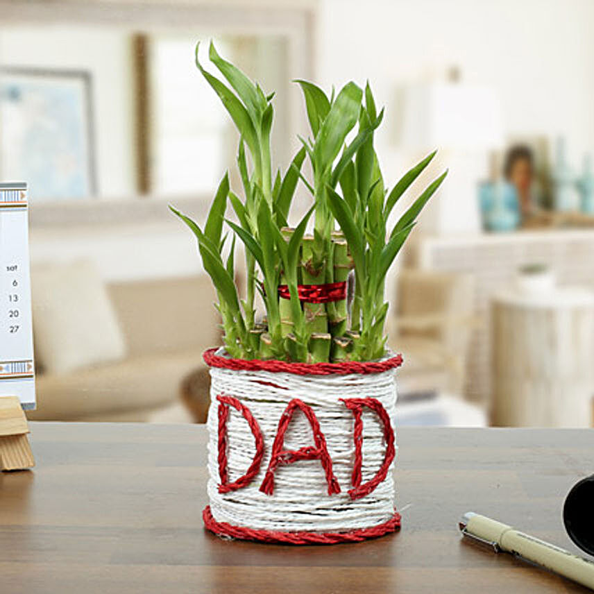 2 Layer Lucky Bamboo Plant for Dad:Fathers Day Gifts Lucknow