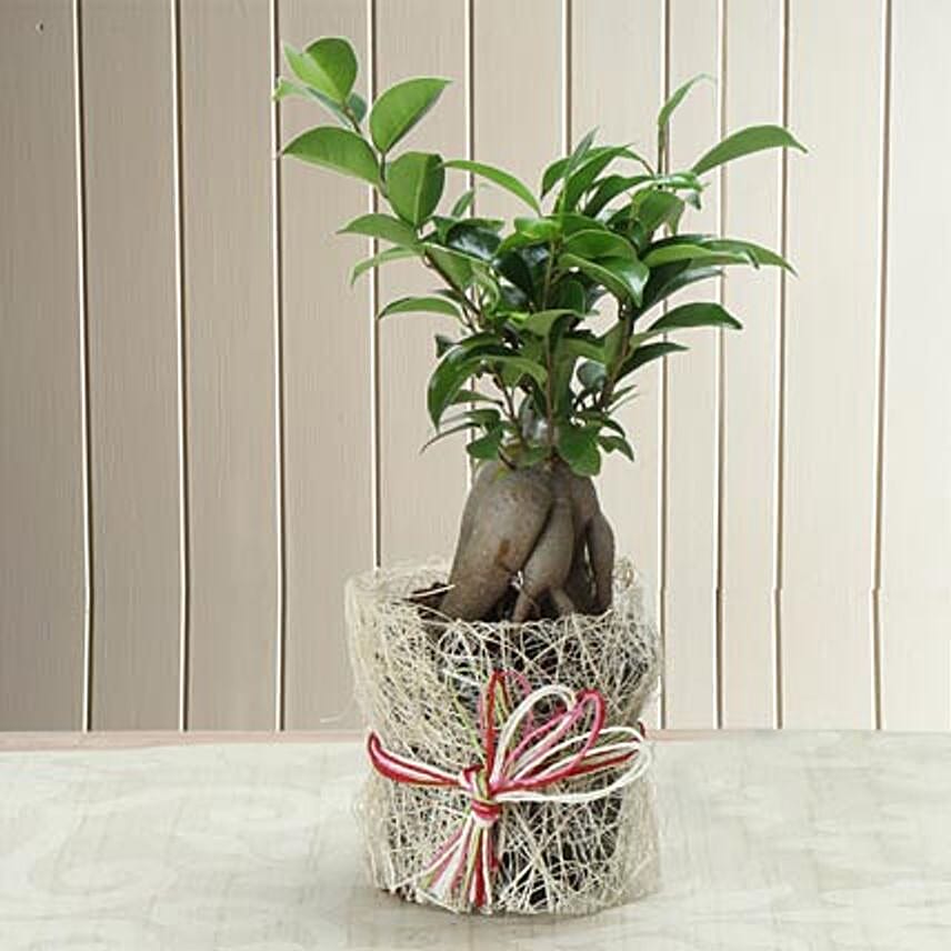 I shaped ficus plant