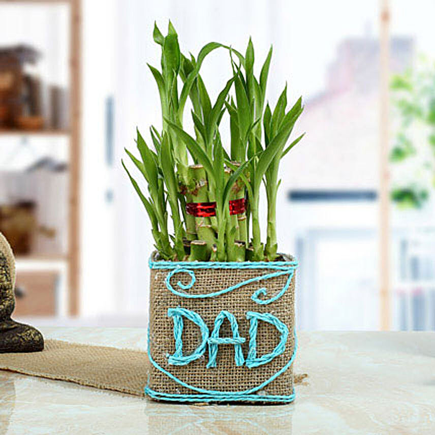 Good Luck Bamboo Plant for Dad