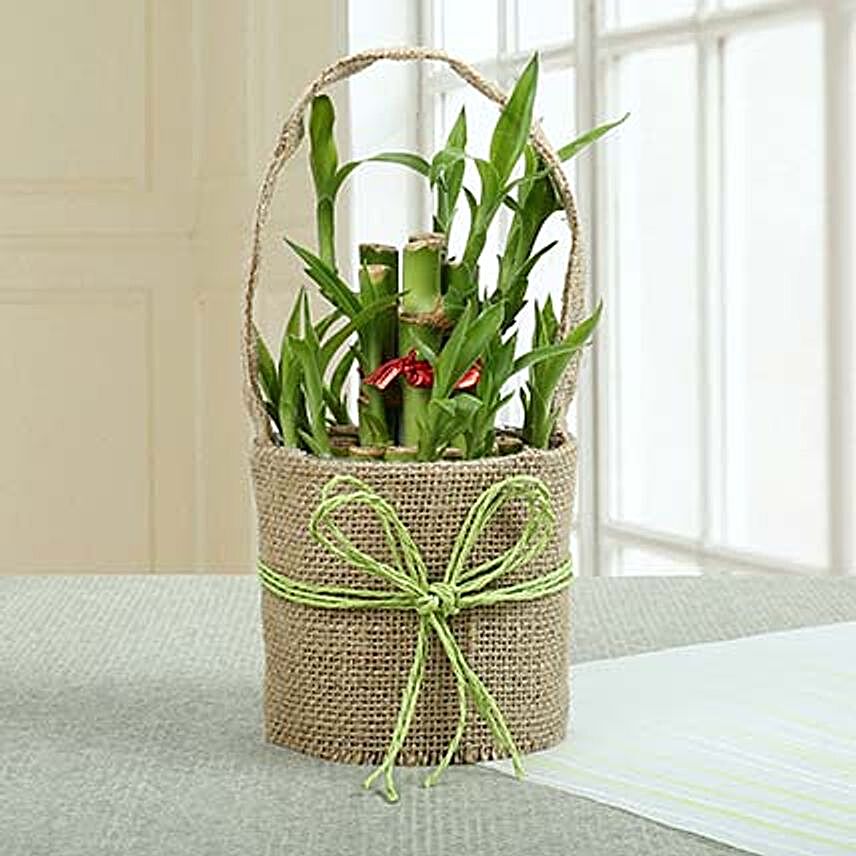 Perfect Lucky Bamboo Plant