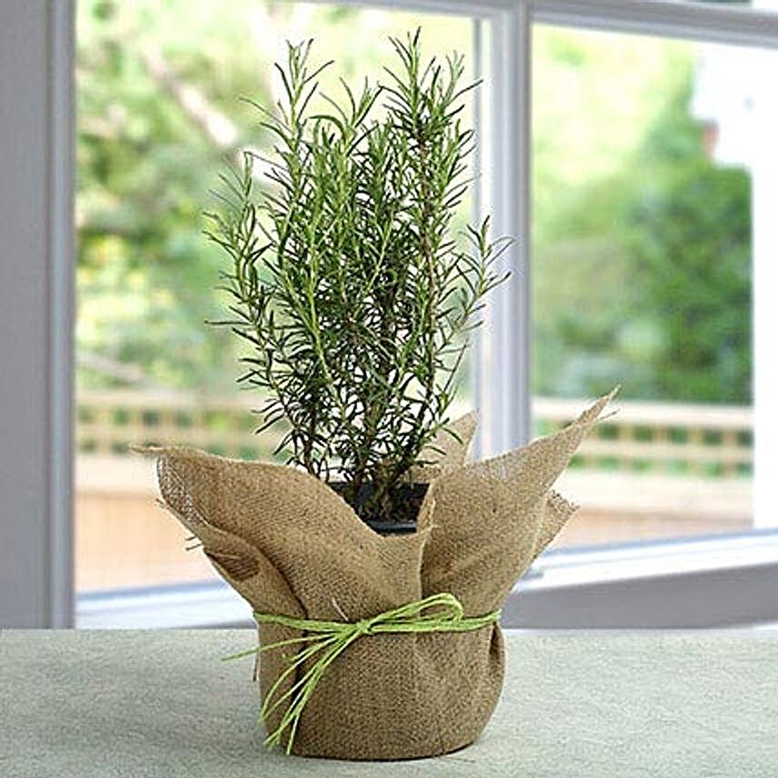 Soothing Rosemary Plant